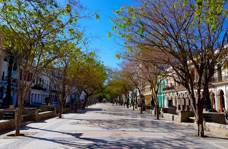 path between trees in cubaの写真素材