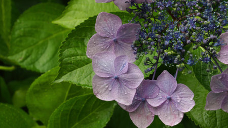 Japanese beautiful plant flower grassの写真素材