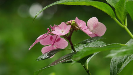 Japanese beautiful plant flower grassの写真素材