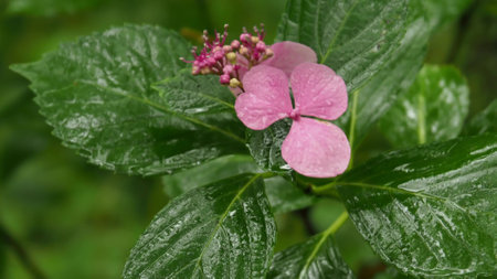 Japanese beautiful plant flower grassの写真素材