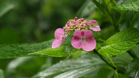Japanese beautiful plant flower grassの写真素材
