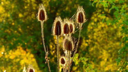 Japanese beautiful plant flower grassの写真素材