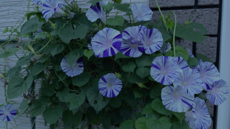 morning glory blooming in the wildの写真素材