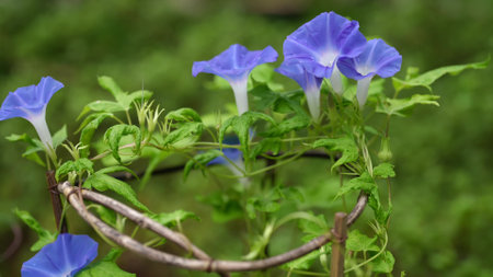 morning glory blooming in the wildの写真素材