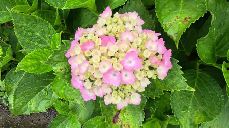 morning glory blooming in the wildの写真素材