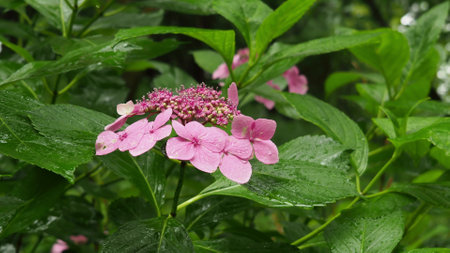 Japanese beautiful plant flower grassの写真素材