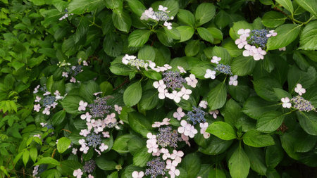 Japanese beautiful plant flower grassの写真素材
