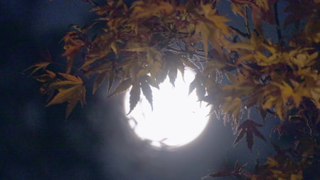 Autumn trees and plants in Japanの写真素材
