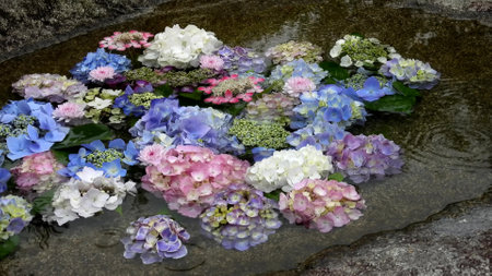 Hydrangea flower blooming in the wildの写真素材