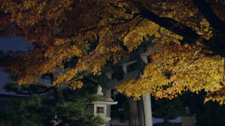 Autumn trees and plants in Japanの写真素材