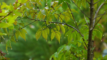 natural plant wet with rainの写真素材