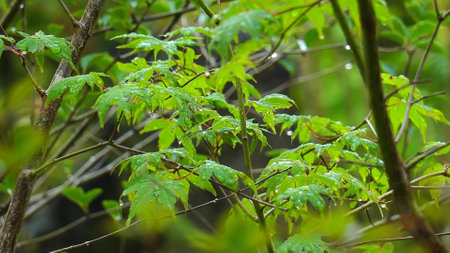 natural plant wet with rainの写真素材