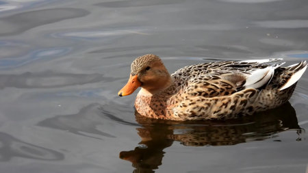 wild brown duck in the riverの写真素材