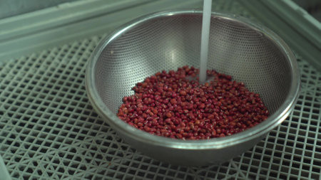 adzuki bean of natural plantの写真素材