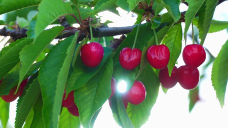 Cherries on the tree in the orchard. Ripe cherries on the tree.の写真素材