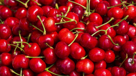 Cherries background. Top view of fresh red cherries.の写真素材