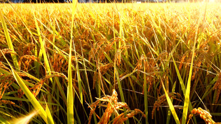 Japanese plant natural rice sceneryの写真素材