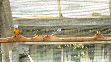 cute wild orange bird parakeetsの写真素材