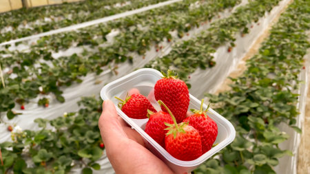 Fresh strawberries picked naturally in Japanの写真素材