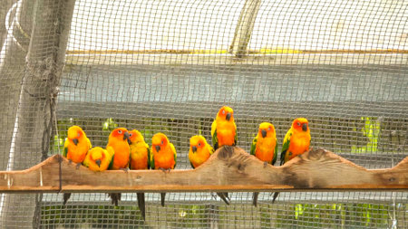 cute wild orange bird parakeetsの写真素材