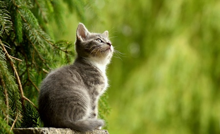 Cat posing with nature as a backgroundの素材