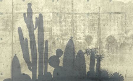 Cactus, aloe and succulent plants cast a shadow on the concrete wall. Conceptual creative illustration with copy space. 3D rendering.の写真素材