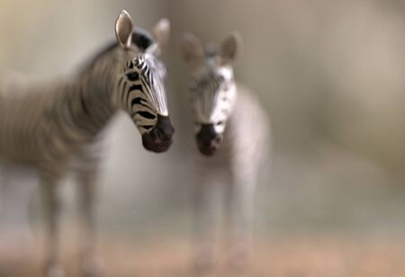 Blurred silhouette of a pair of zebras with foreground focus and a blurry background. Creative illustration with copy space. 3D renderingの写真素材