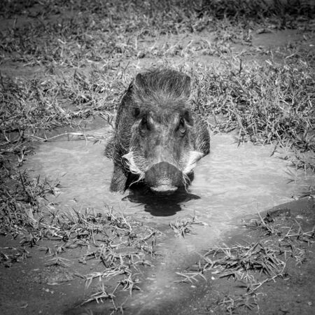 Warthog, Ugandaの写真素材