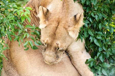 Lioness, Murchison Park, Ugandaの写真素材