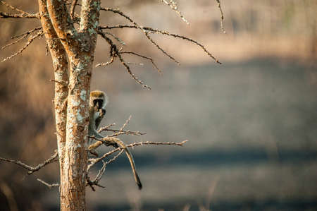 Murchison Falls National Park, Uganda. Murchison Falls, also known as Kabalega Falls, is a waterfall between Lake Kyoga and Lake Albert on the Victoria Nile in Uganda. At the top of Murchison Falls, tの写真素材