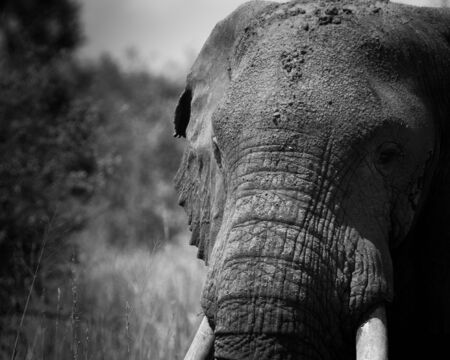 African elephant, Ugandaの写真素材