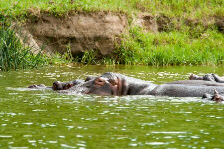 Hippo, Ugandaの写真素材