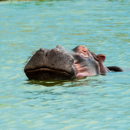 Hippo, Uganda