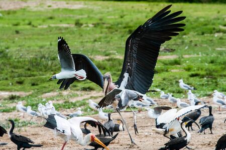 Pelican Birding Ugandaの写真素材