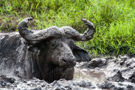 Water Buffalo Africaの写真素材