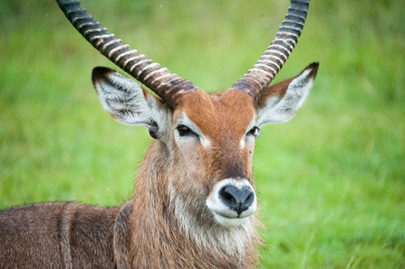 Antelope, Africa, Uganda
