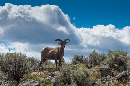 Big Horned Sheep, Taos NMの写真素材