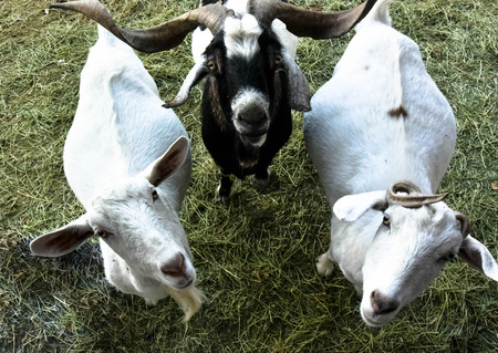 Three Goats Ready for Feedの写真素材