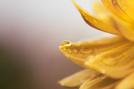 Water drops on Flower Petals