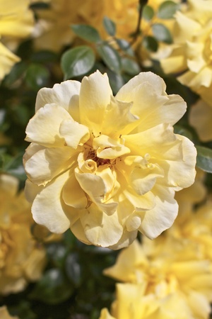 Yellow rose blossomの写真素材