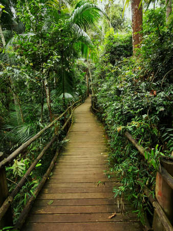 Beautiful trail through the forests of Sao Paulo, Brazilの写真素材