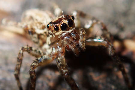 Tiny up close shot of spider looking for its next mealの写真素材