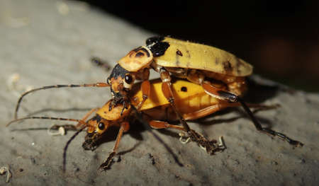 Two brightly coloured beetles mating, Sao Paulo, Brazilの写真素材