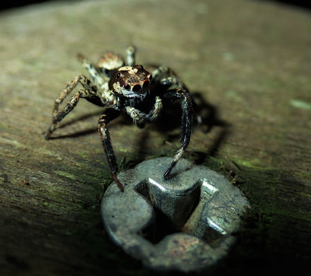Tiny spider beside screw compares size, Sao Paulo, Brazil