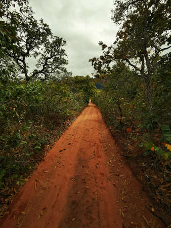 Sandy track through the wild of Chapada de Guimaraes, Brazilの写真素材