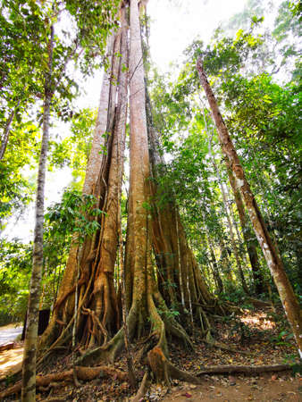 Massive trees in the jungles of Khao Yai national park, Thailandの写真素材