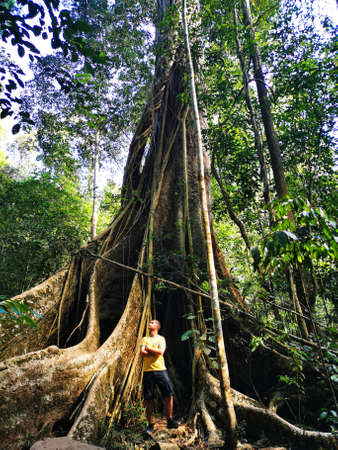 Massive roots with tourist at the base of the tree amongst the forests of Khao Yai, Thailandの写真素材
