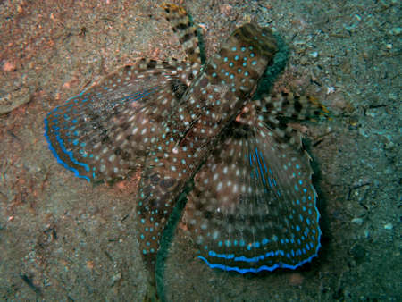 Wings spread wide on fish showing bright blue colours sitting on the ocean bottomの写真素材