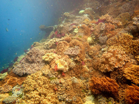 View of stunning colourful soft coral reefs of Raja Ampat, Indonesia