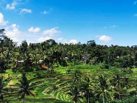 Beautiful rice terrace landscape with palm trees and a bright blue sky backgroundの写真素材